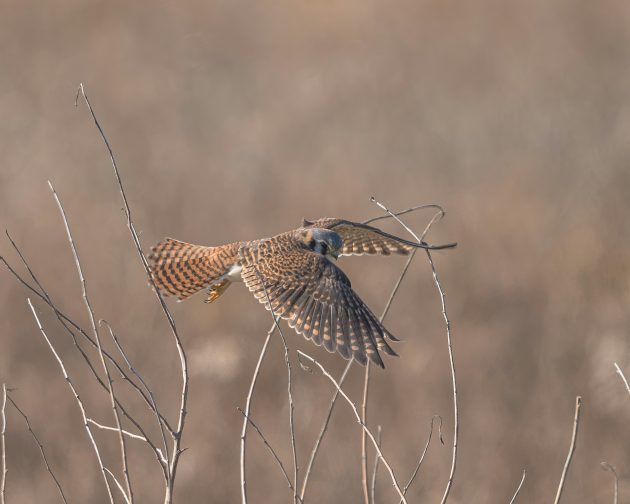 American Kestrel