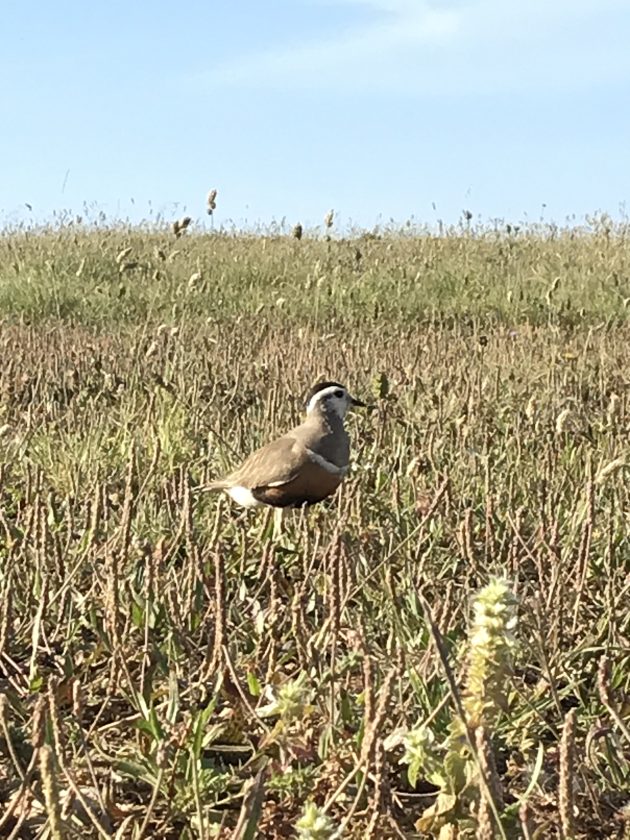 Sagres Bird Festival 2026