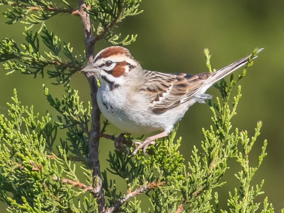 Counting Sparrows