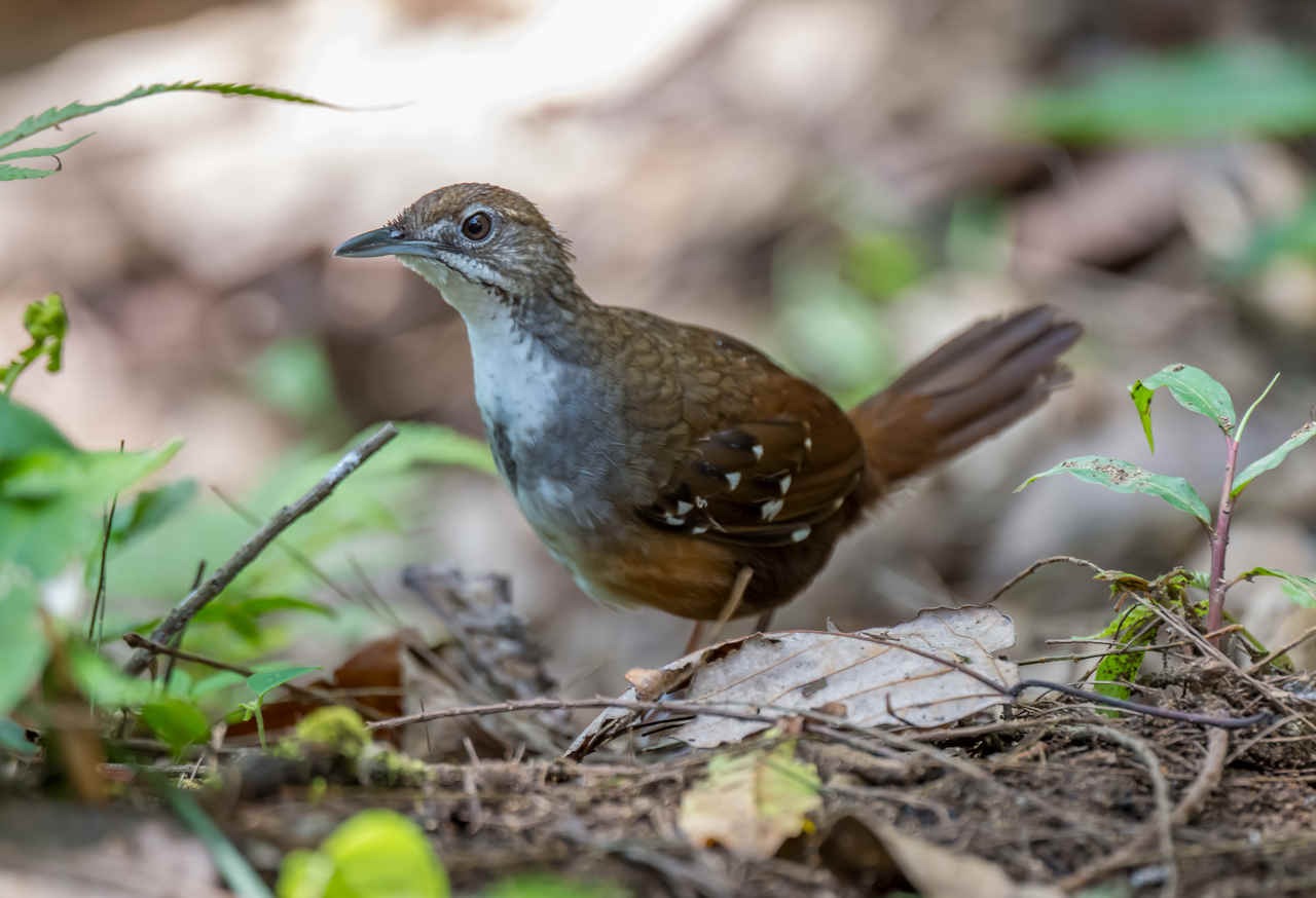 Some Birds of Infanta Road, Luzon, Philippines