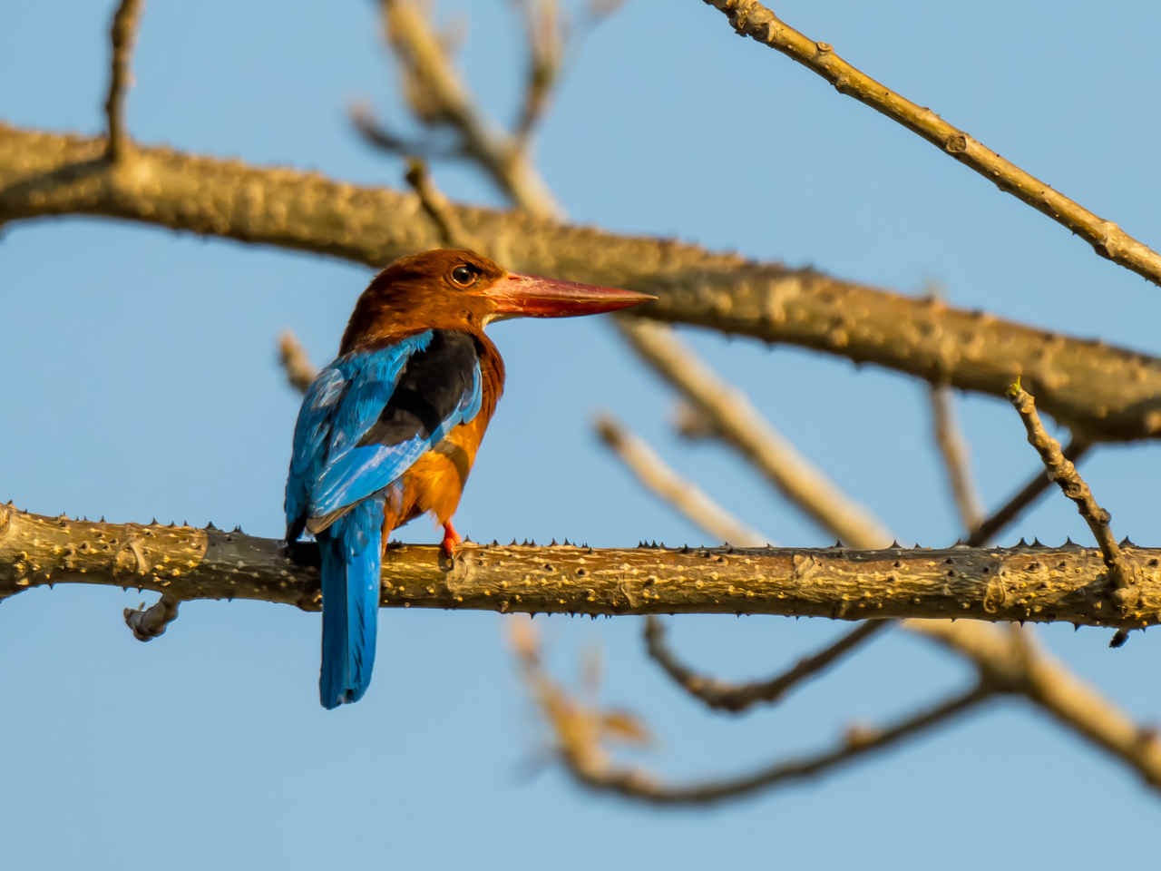 A few more birds of Luzon, The Philippines