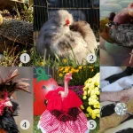 6 pictures of chickens relevant to the post. Picture 1: Broody hen on unhatched eggs. Picture 2: Silkie in the garden. Picture 3: Naked neck chick sleeping in bowl with fruits. Picture 4: Rooster with large beard and distinctive tuft or crest of upward-pointing feathers (Pavlovskaya breed). Picture 5: Turken hen in a Halloween dress. Picture 6: Close up of a hen's feet wearing an engagement ring.