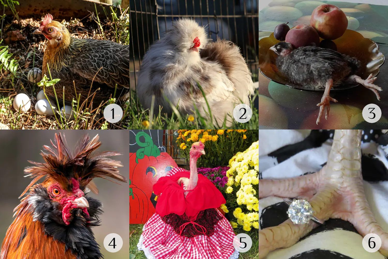 Could Chickens Write Haiku?