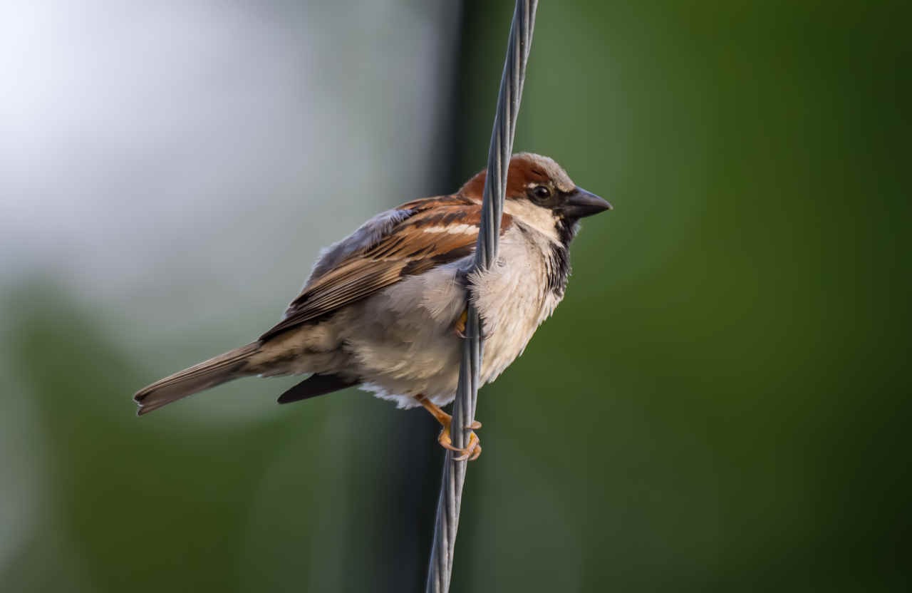 5 Things Birders See Differently