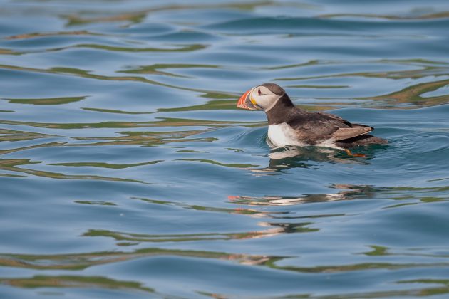Spring on Skomer Island, Wales