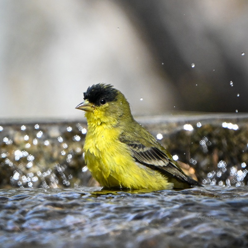 A Closer Look at the Lesser Goldfinch