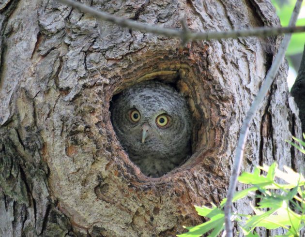 Owl Babies!