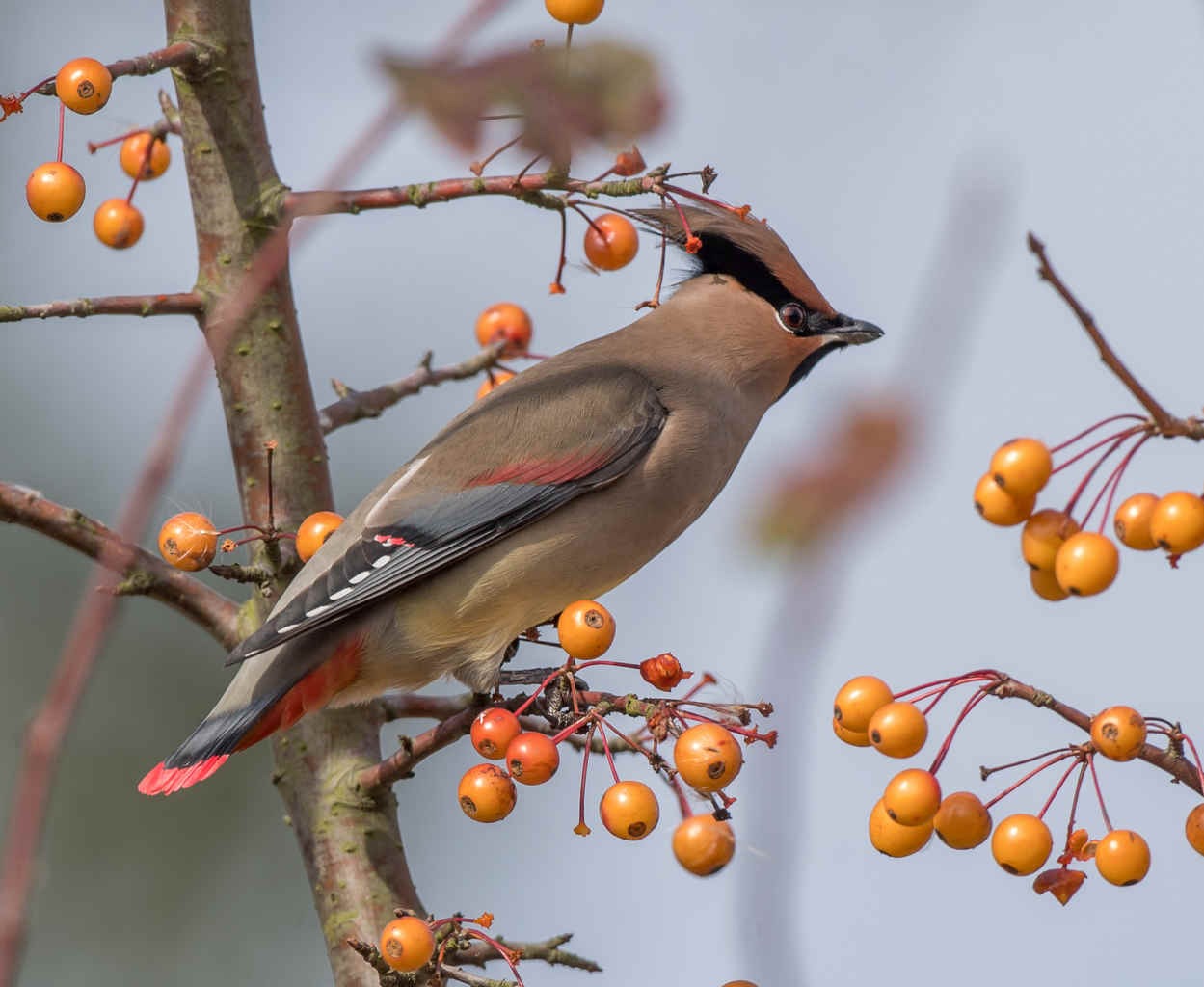 Three Photos: Waxwings