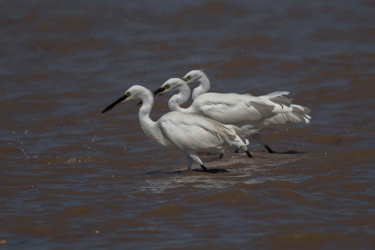 Four Questions Birders Are Constantly Asked
