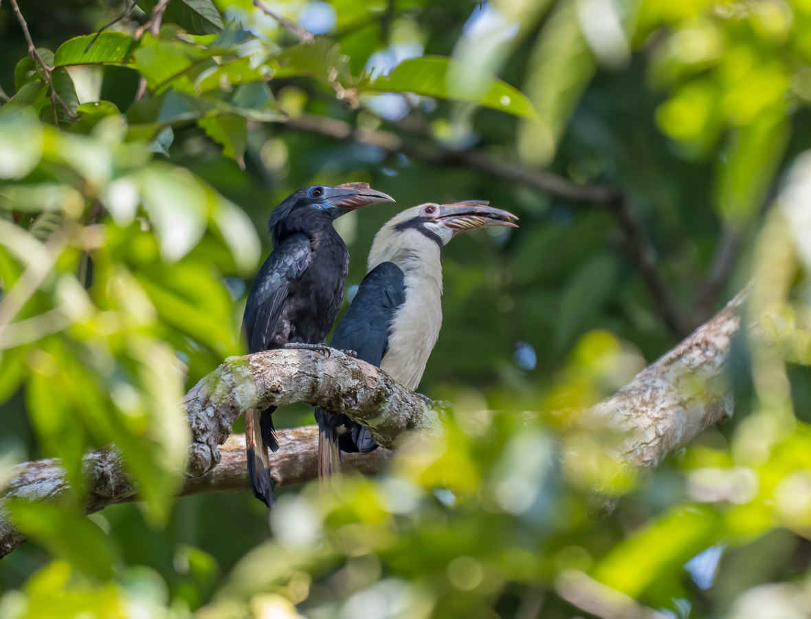 Species Spotlight: Mindanao and Luzon Hornbill