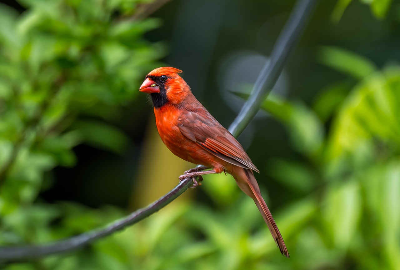 Species Spotlight: Northern Cardinal (Special 4th of July Issue)