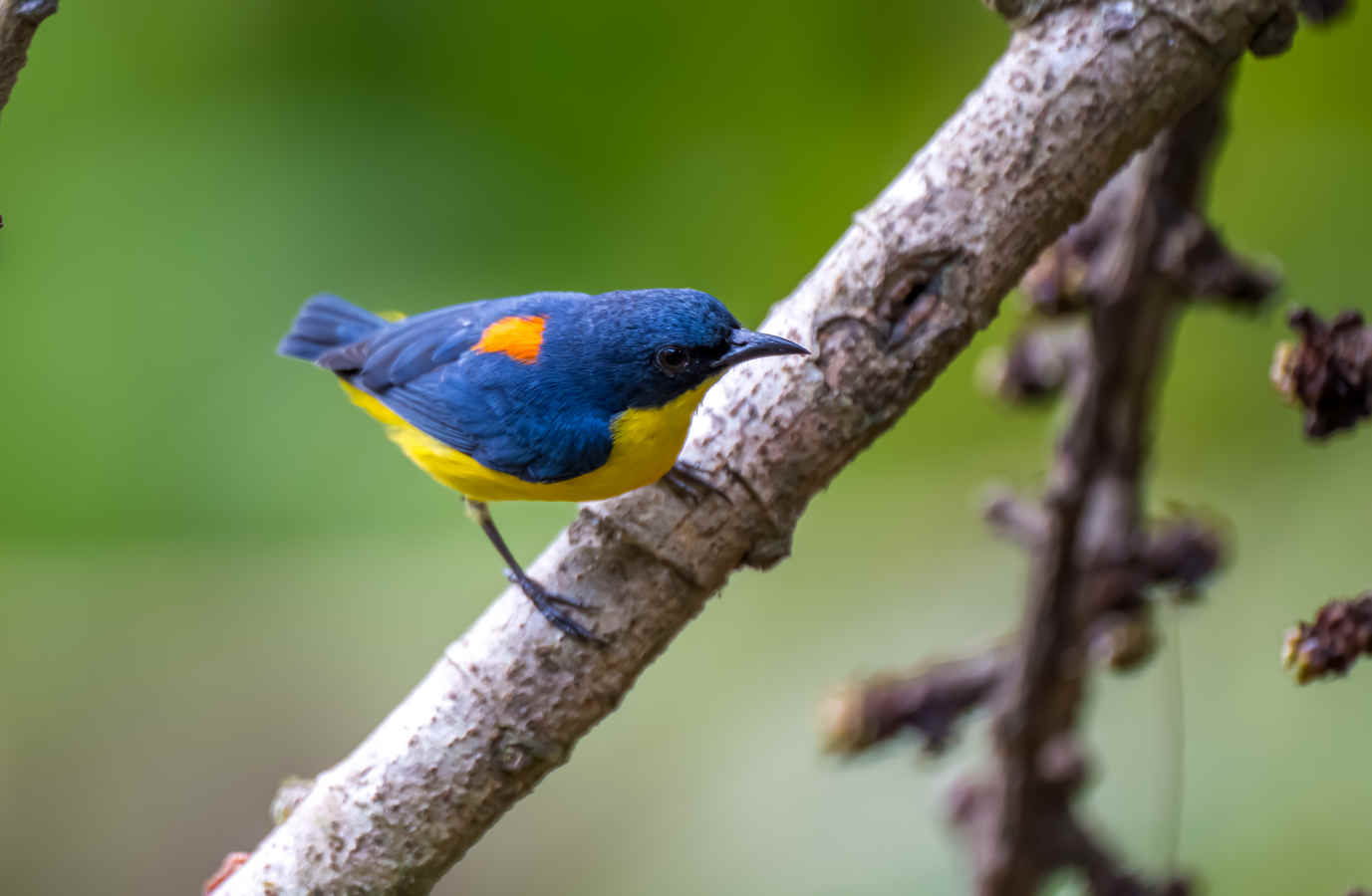 Three Flowerpeckers of the Philippines