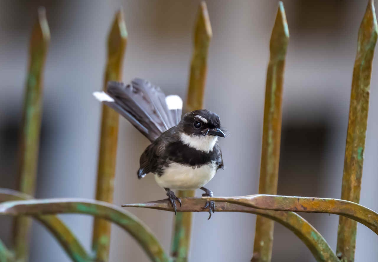 Some Urban Birds of Bislig, Mindanao, Philippines