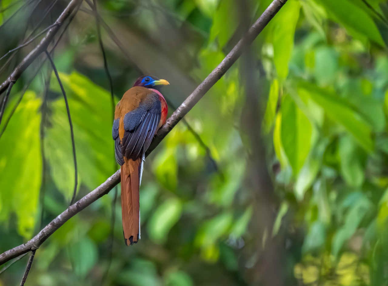 Some Birds of PICOP, Mindanao, The Philippines