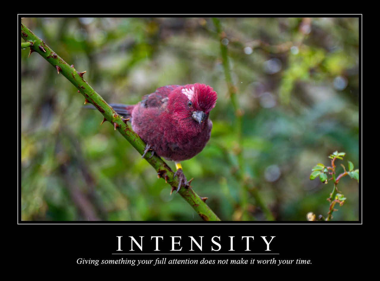 Demotivational Posters for Birds (XXXVII)