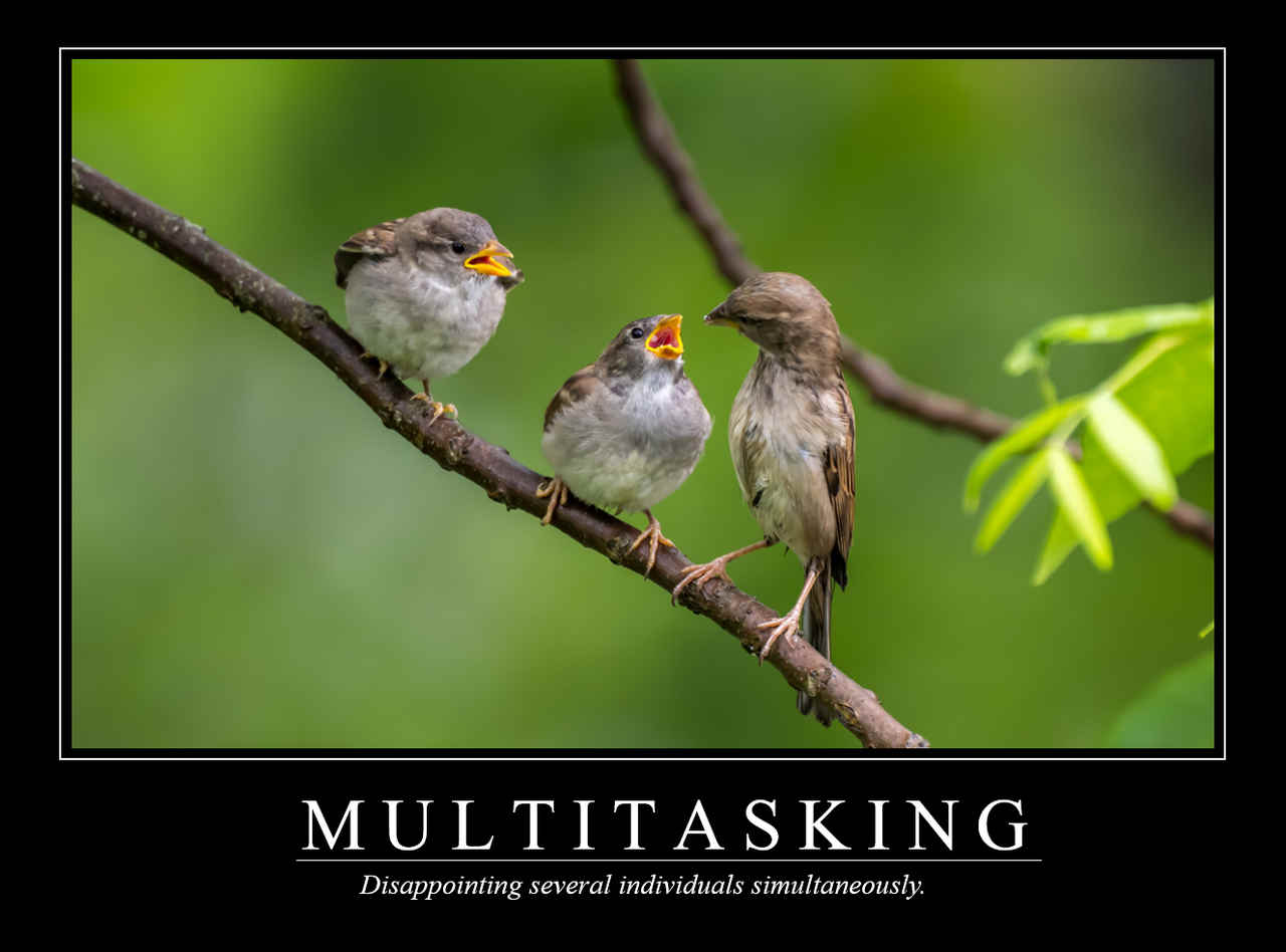 Demotivational Posters for Birds (XXXIX)