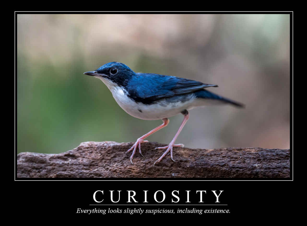 Demotivational Posters for Birds (XXXVIII)