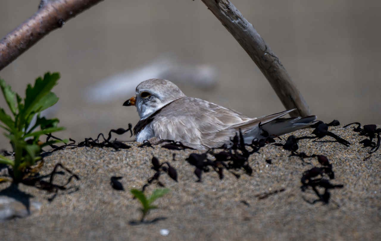 Species Spotlight: Piping Plover
