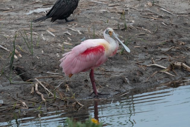 Spring in the Rio Grande Valley