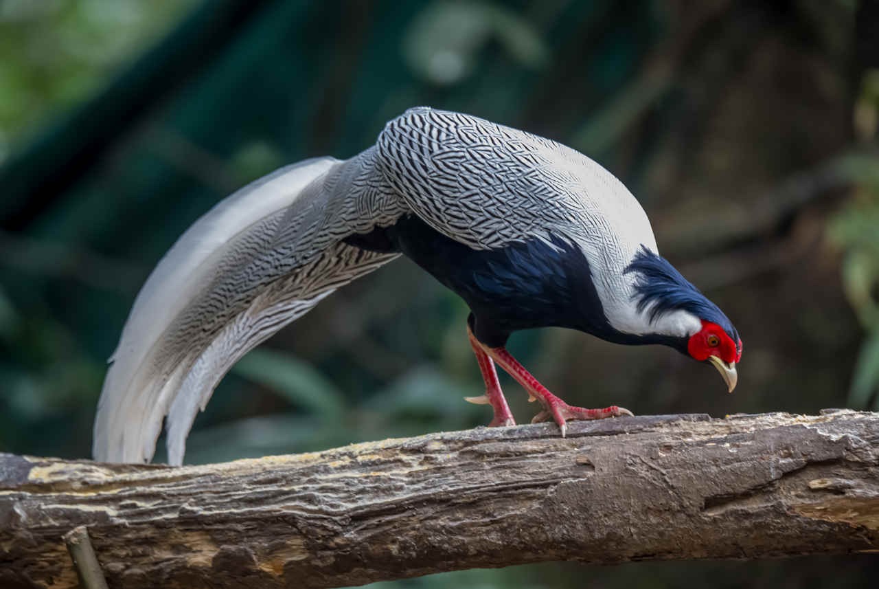 Species Spotlight: Silver Pheasant