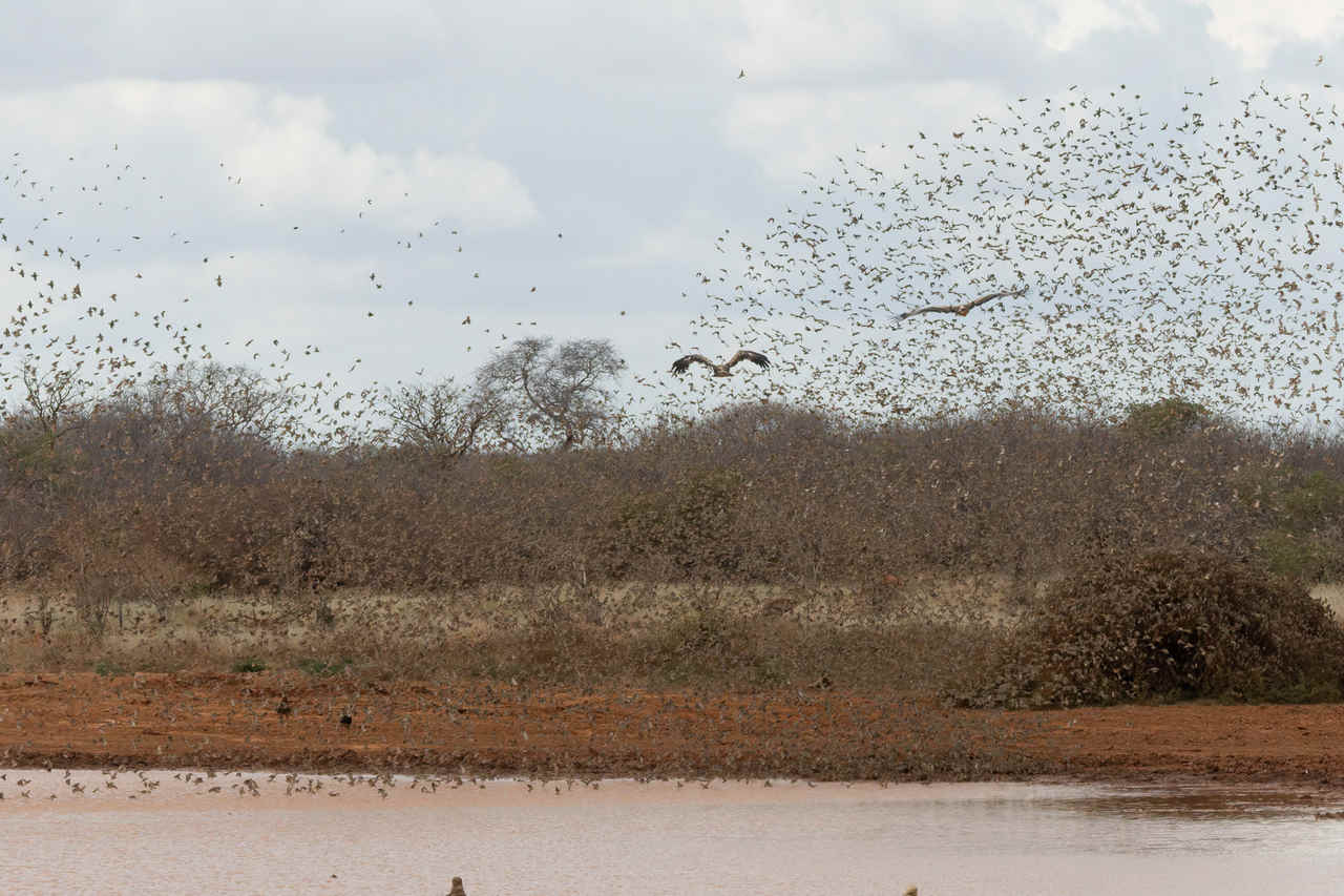 A Feathered Storm Over Tsavo