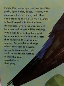 The edge of a Purple Martin bird wing and text about the bird's habitat and challenges