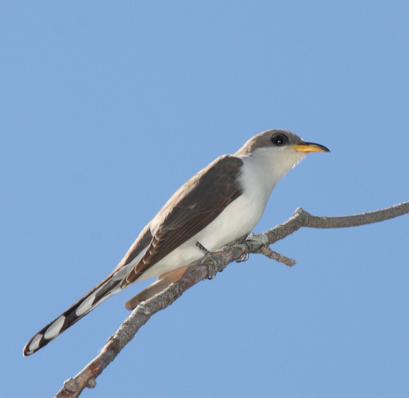A Cuckoo Year