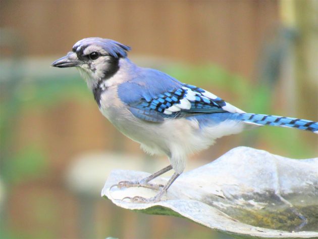 Poem – Blue Jay