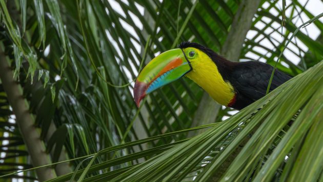 Keel-billed Toucan