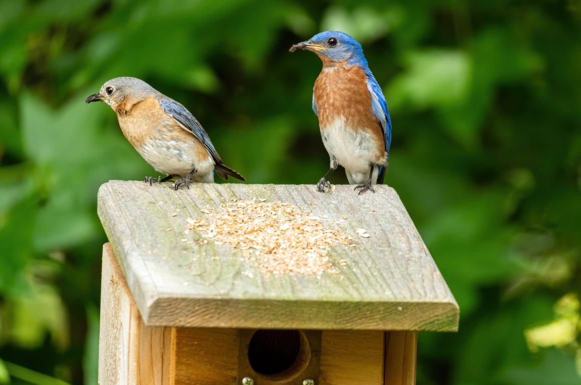 two eastern bluebirds standing on a bird house