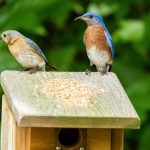 two eastern bluebirds standing on a bird house