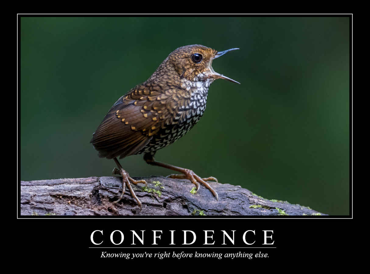 Demotivational Posters for Birds (XLII)