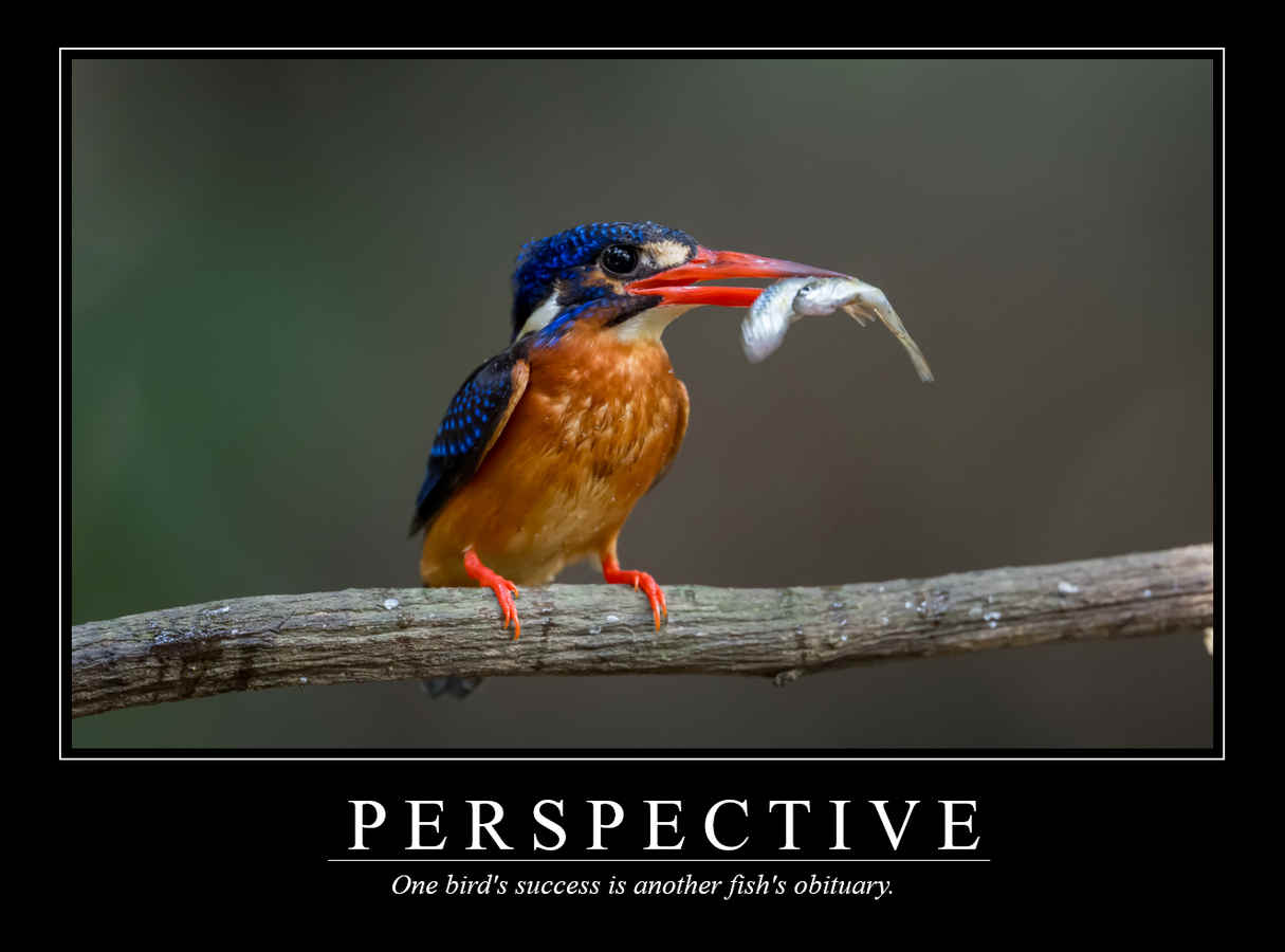Demotivational Posters for birds (XLIII)