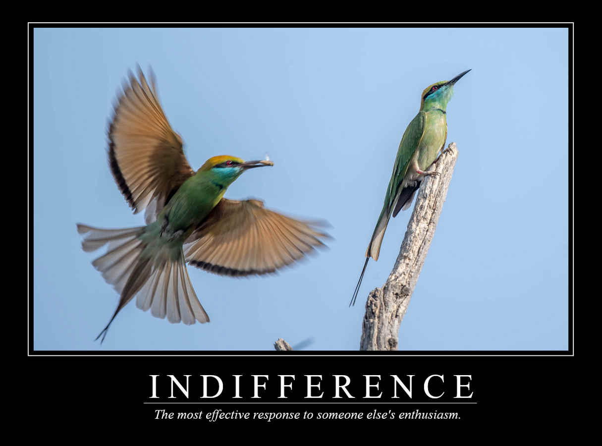 Demotivational Posters for Birds (XLI)