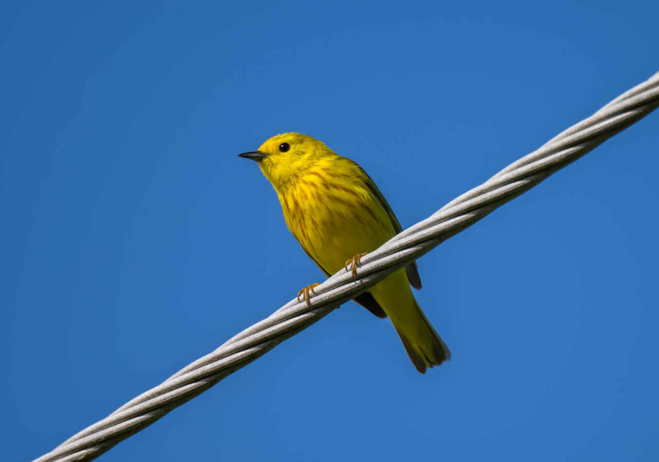Species Spotlight: Northern Yellow Warbler