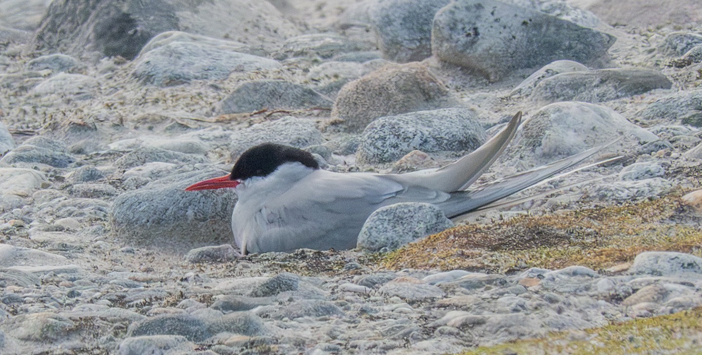 The Joy of Seeing Less: Birding Svalbard Slowly