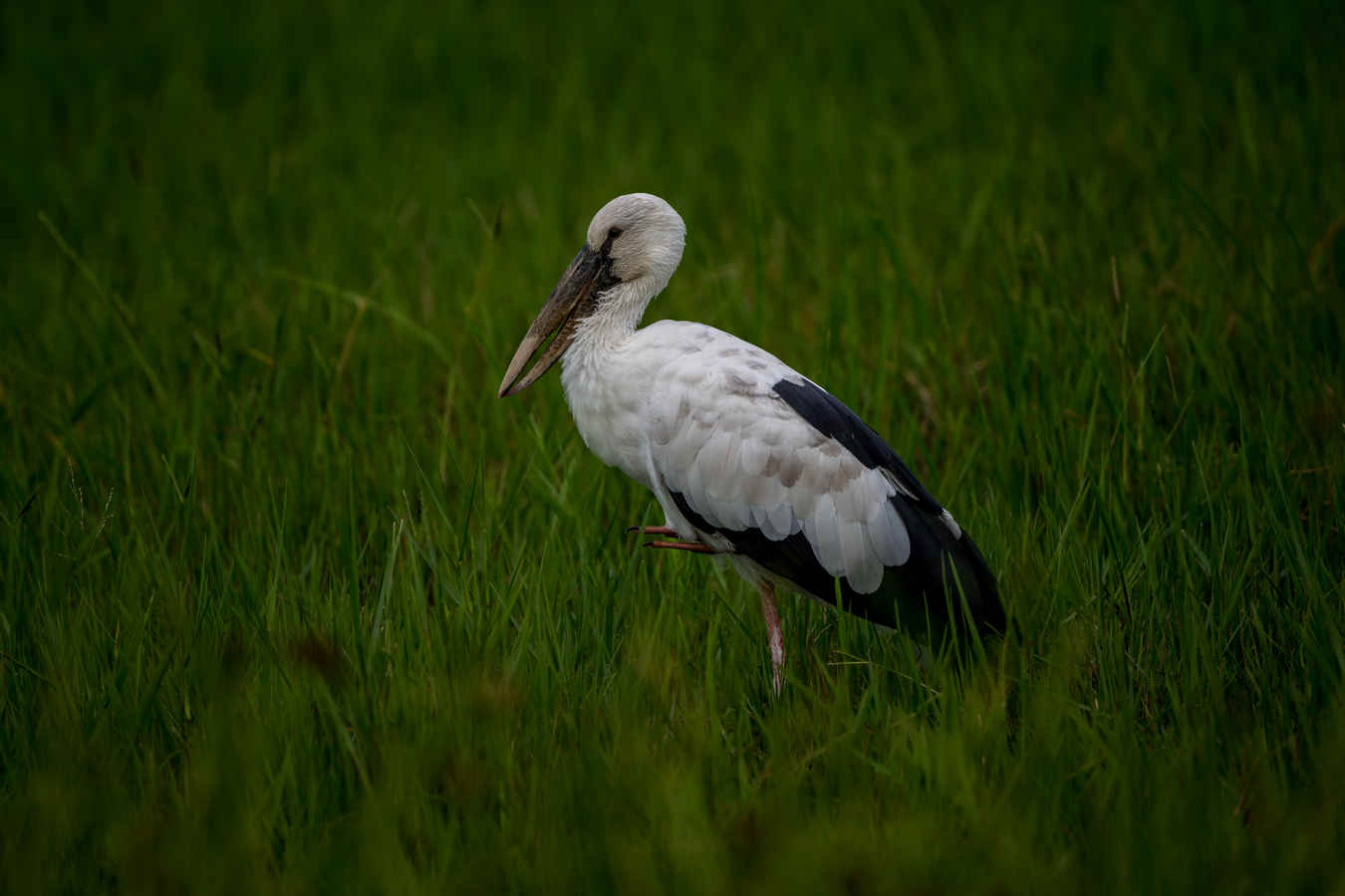 Three Photos: Storks