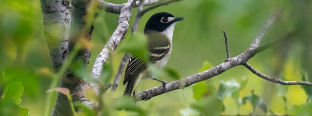 Black-capped Vireos at Balcones Canyonlands NWR