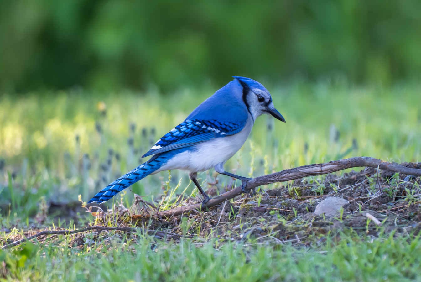 Species Spotlight: Blue Jay