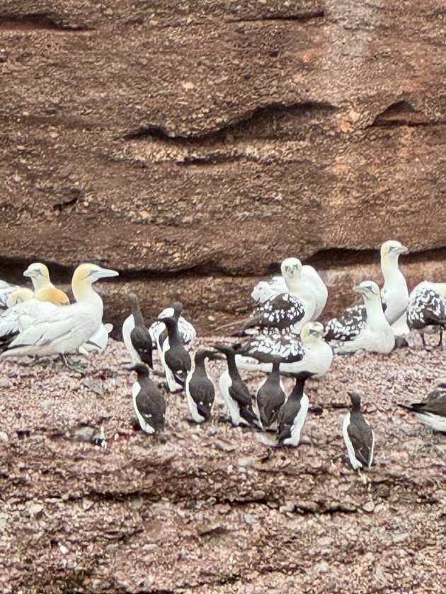 The seabirds of Bonaventure Island