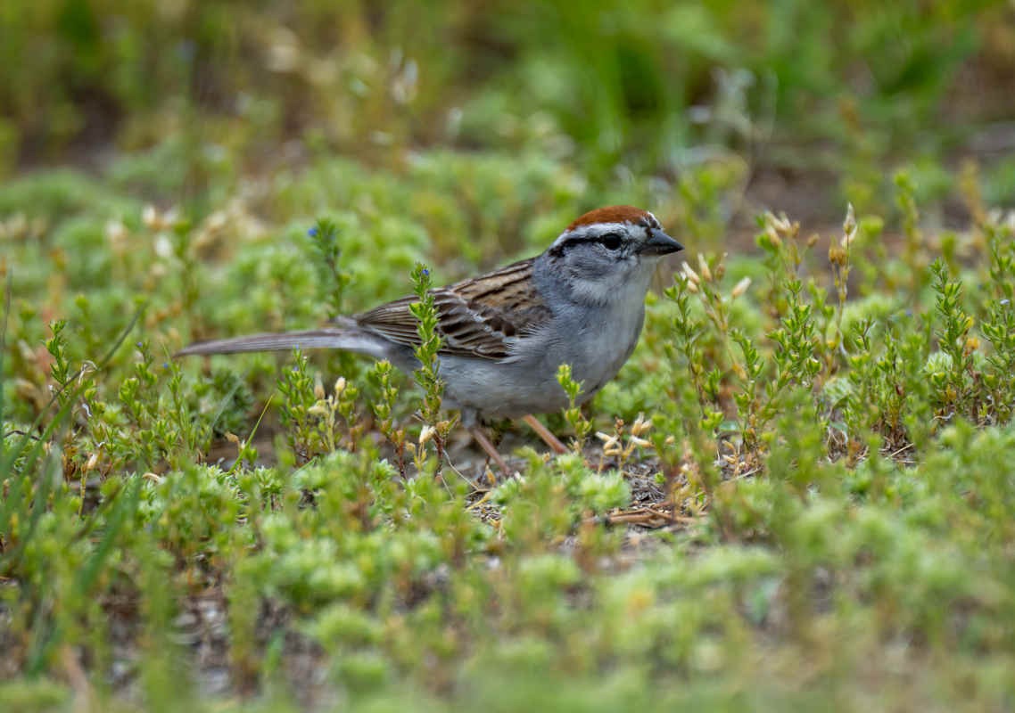 Three Photos: Some Birds of Bath, Maine