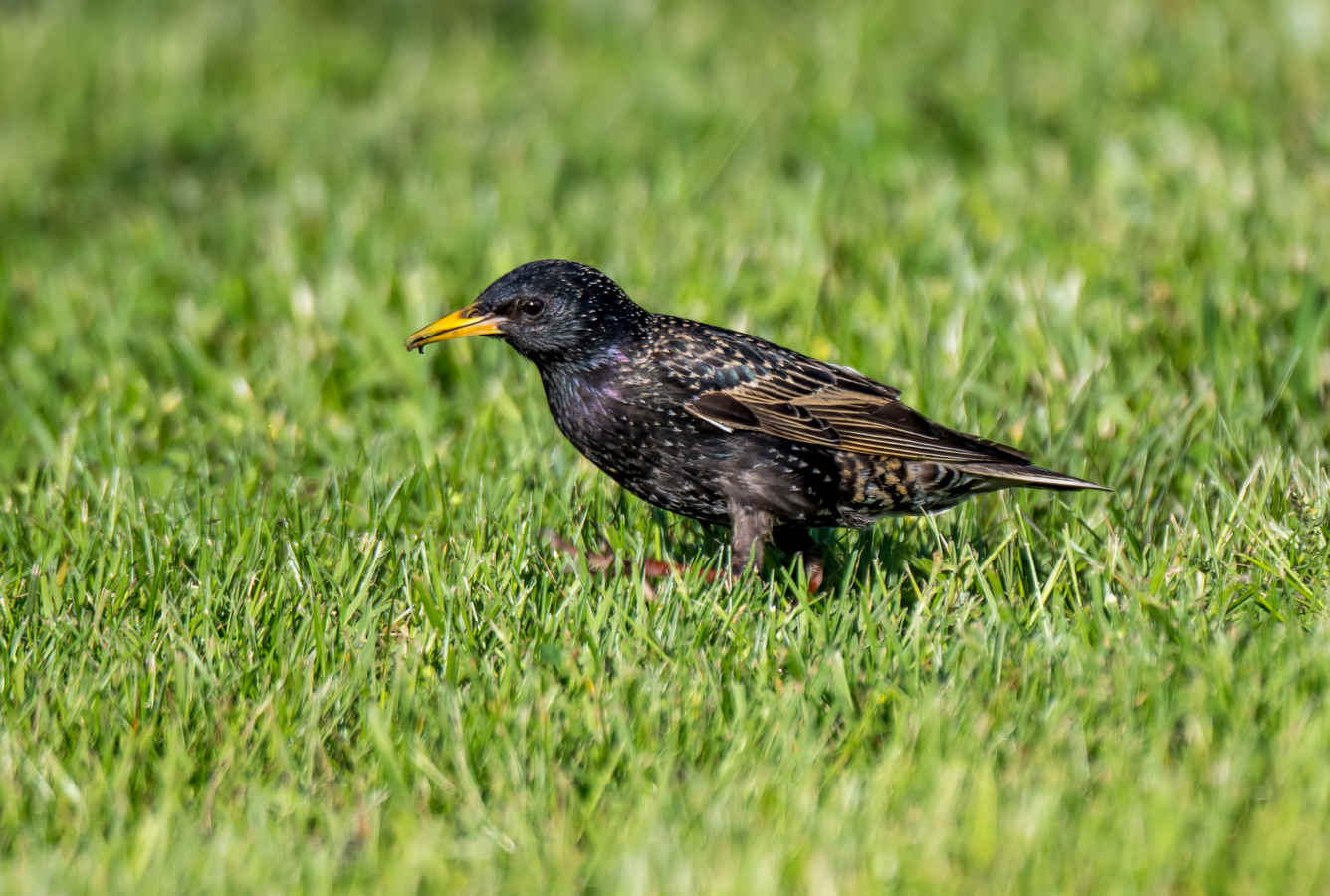 The Ten Most Researched Bird Species