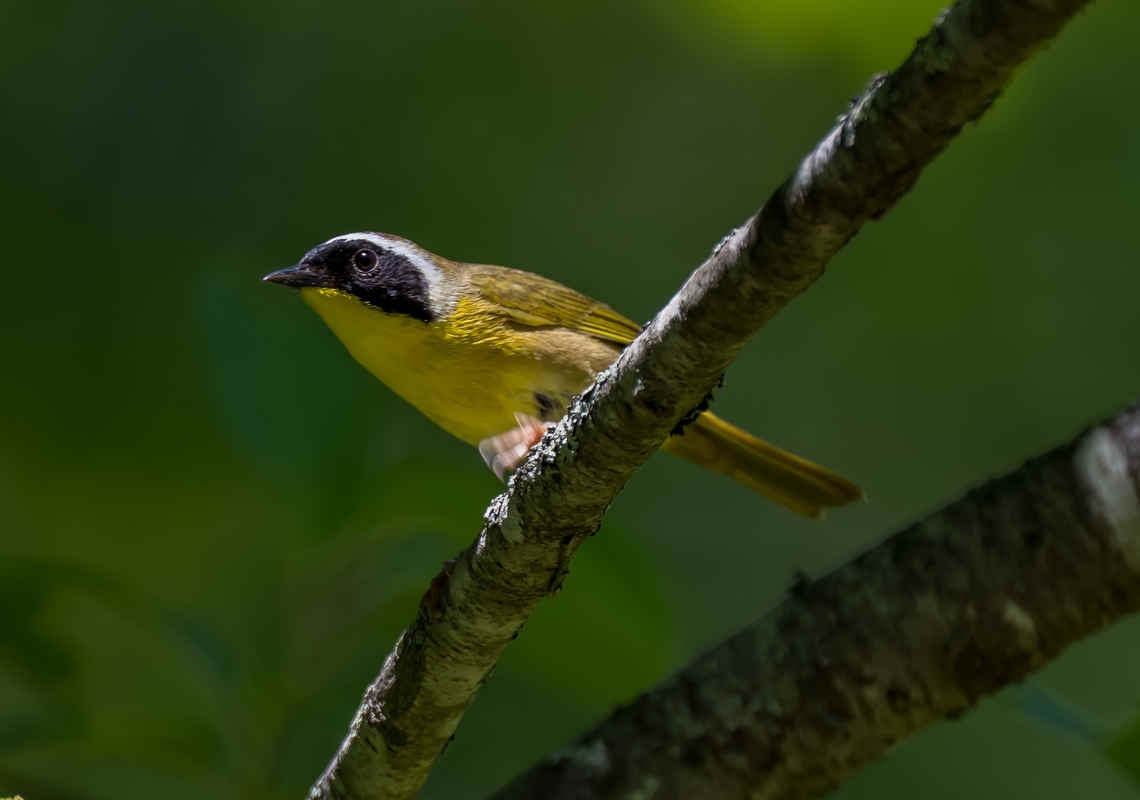 Species Spotlight: Common Yellowthroat