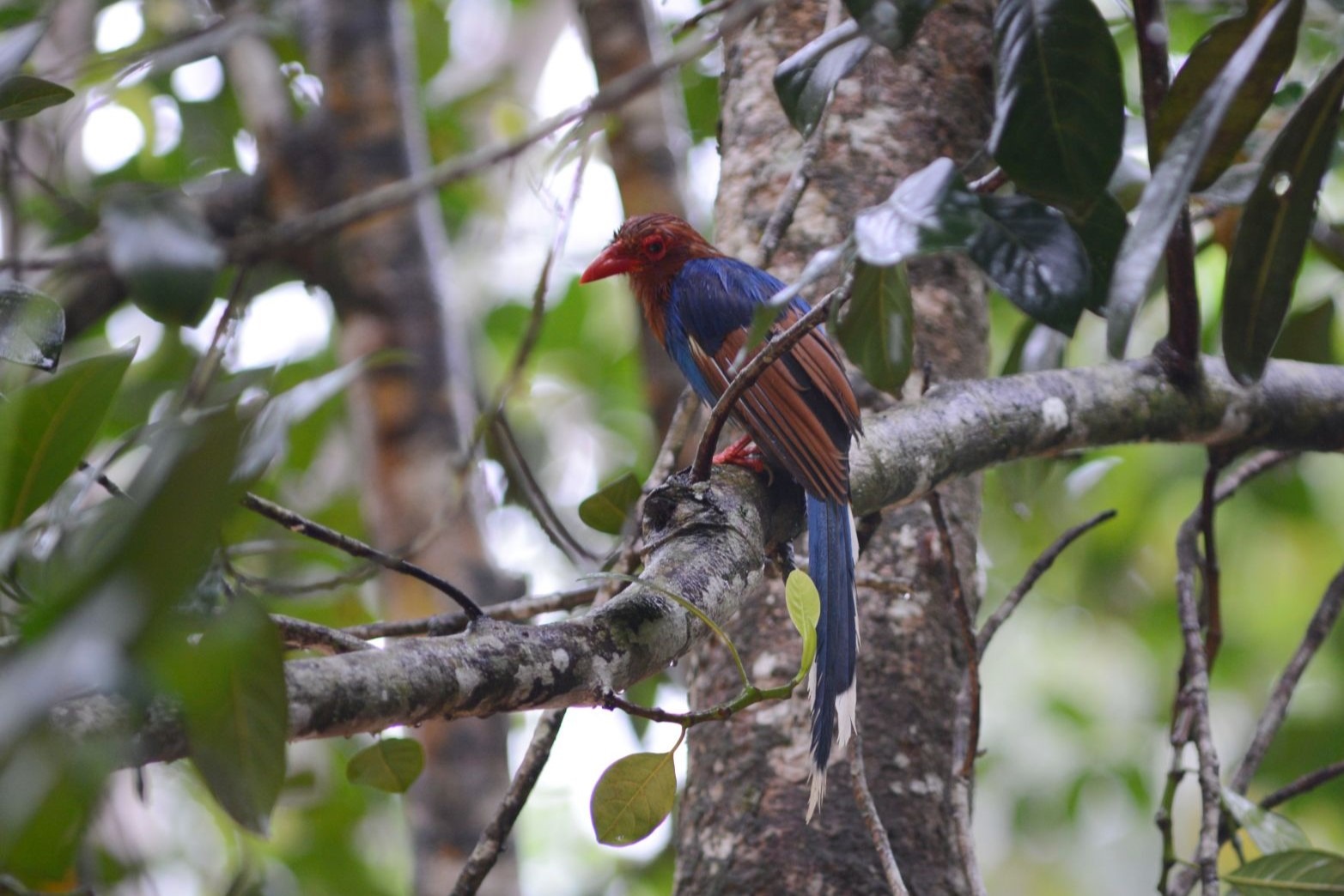 Birding the Southern Edge of Sinharaja Rainforest, Sri Lanka