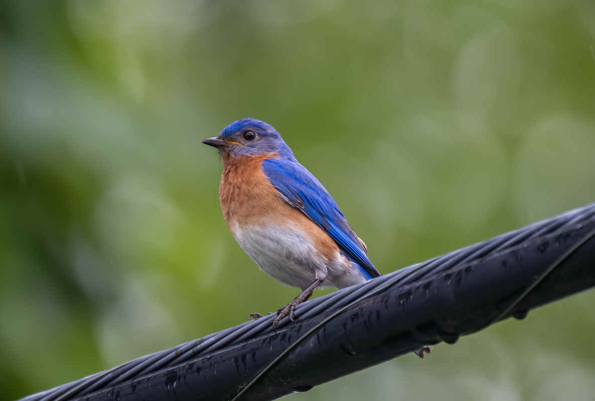 Species Spotlight: Eastern Bluebird