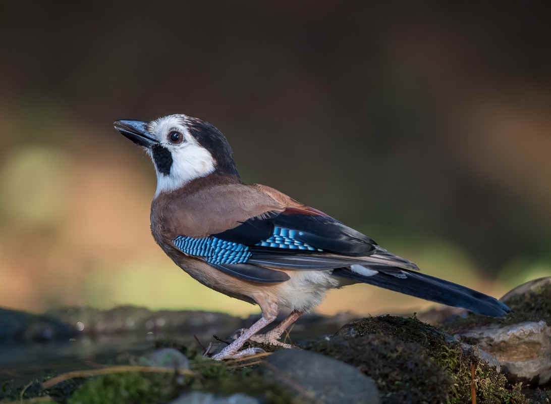 Three Photos: Jays