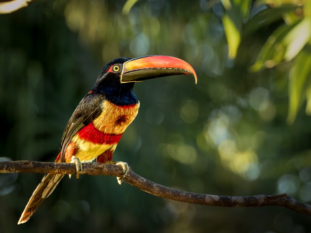 Fiery-billed Aracari