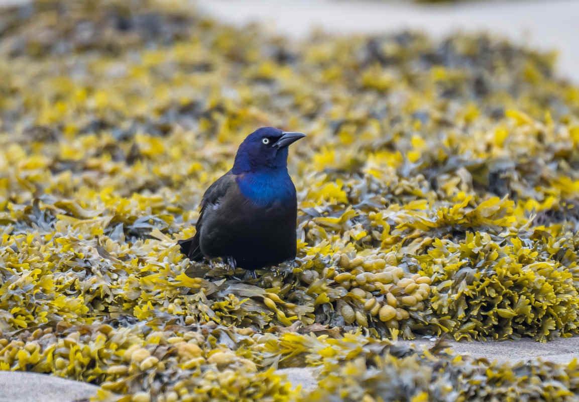Species Spotlight: Grackle