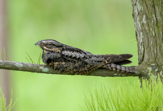 Three Photos: Nightjars