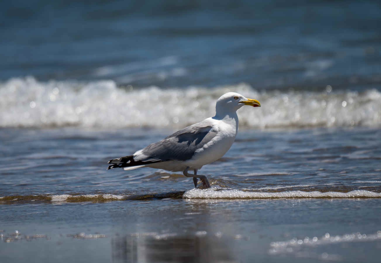 Species Spotlight: American Herring Gull